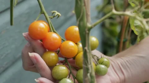 Woman picking tomatoes Stock Footage 11955794