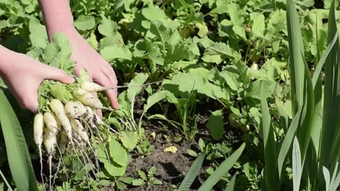 Woman is picking white radish from the beds Stock Footage