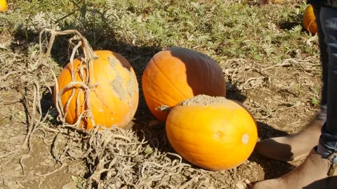 Woman picks up pumpkin in pumpkin patch - autumn 库存影片 79526722
