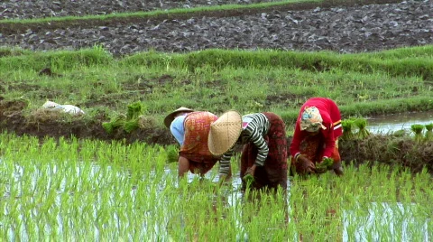 Woman plant rice Stock Footage