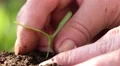Woman planted young plant in soil HD Footage