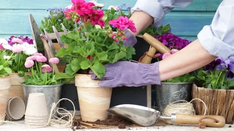 Woman planting flowers in a pot. Stock Footage