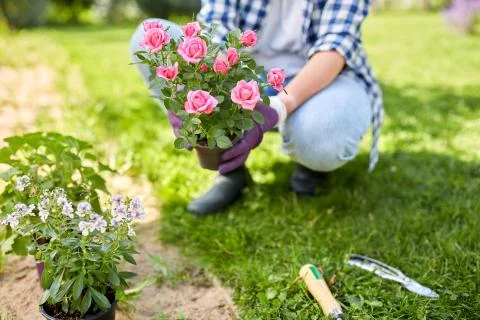 Woman planting rose flowers at summer garden Stock Photos