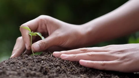 Woman planting seeds, gardening on earth day slow motion green bokeh background Stock Footage