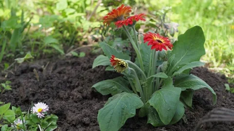 A woman plants a flower in the ground on the plot. work on the flower bed. he Stock Footage 156407016