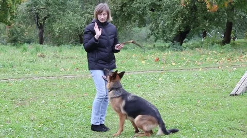 Woman playing with german shepherd in the city park. Stock Footage