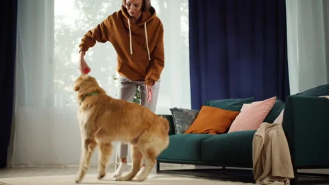 Woman playing with golden retriever close-up. Trained dog spinning around the Stock Footage