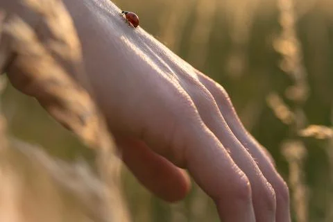 Woman playing with ladybug walking on the hand Stock Photos