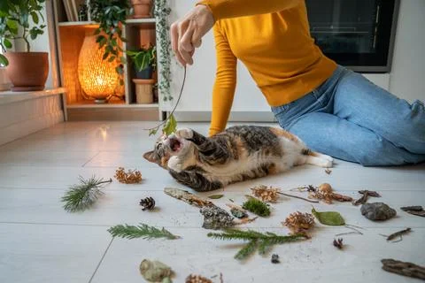 Woman playing with lazy cat using plants, stones, leaves on kitchen floor at Stock Photos