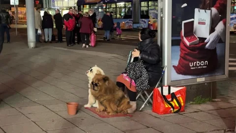 Woman Playing Styrian Harmonica Busking On Street With Two Dogs Vidéo 324854818