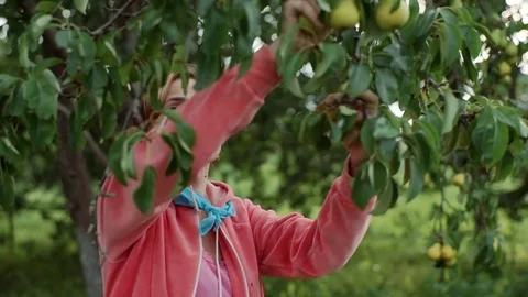 A woman plucks a pear from a tree. Harvesting at the cottage Stock Footage