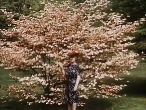 Woman politicians in the 1950s enjoy spending time with toddlers roaming the Stock Footage