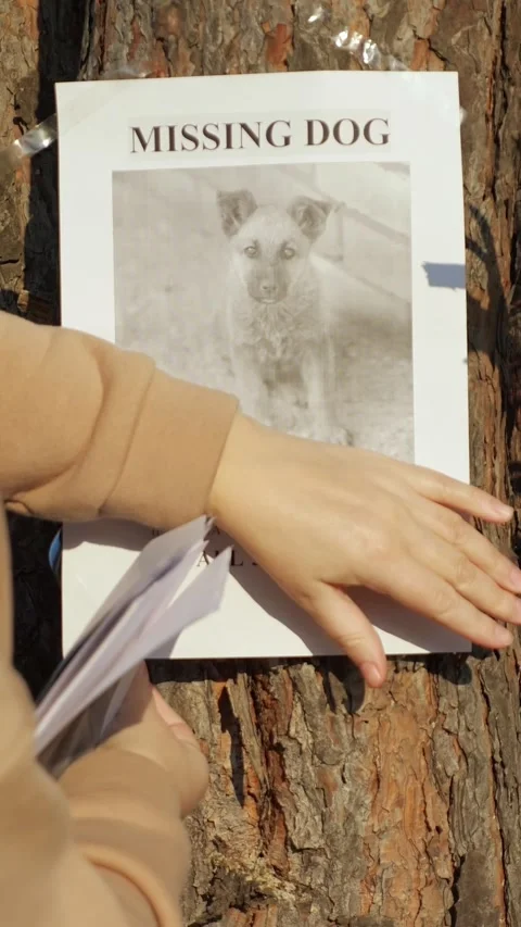 Woman posting a missing dog flyer with a reward offer on a tree trunk Vidéo 342906313