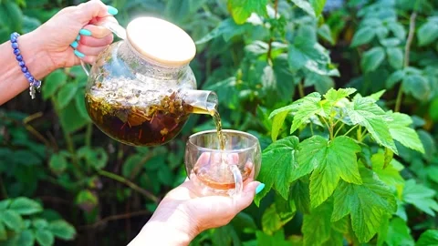 Woman pouring raspberry leaf tea from glass teapot into cup in garden. Preparing Stock-Footage 346059480