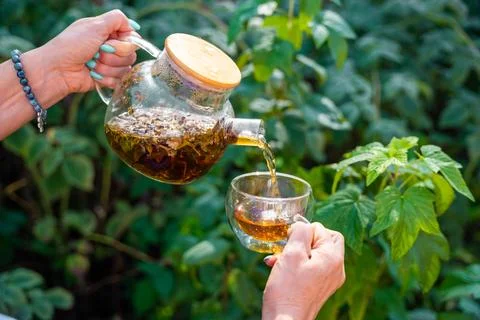 Woman pouring raspberry leaf tea from glass teapot into cup in garden. Preparing Stock Photos