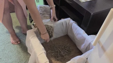 Woman Preparing Cozy Nesting and Bedding with Dried Hay for Small Domestic Pet Stock Footage 340134951