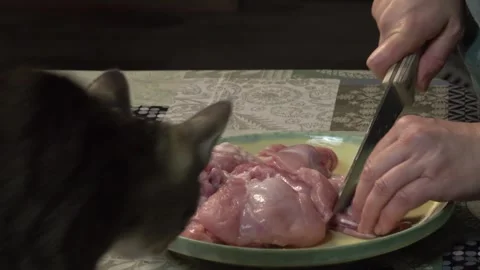 Woman Preparing Spices in Mortar While Being Interrupted by Cat Stock Footage 334522642