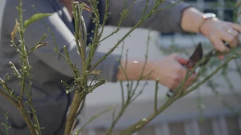 Woman pruning plant branches with shears Stock Footage 331660397