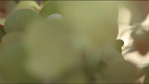 Woman pruning stem with garden scissors Stock-Footage 76097505