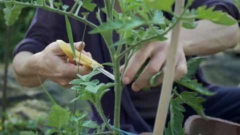 Woman pruning tomato Stock Footage 76790268