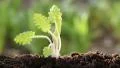 Woman pull out a young plant from the soil HD Footage