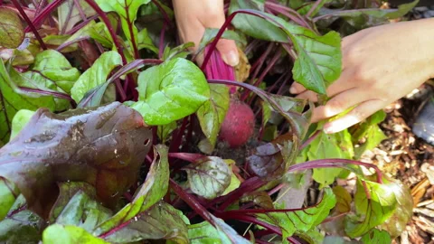 Woman pulling beets out of soil while harvesting crop in the vegetable garden Stock Footage 289464701