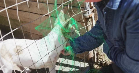 Woman pulling mesh aside and offering treat through fence, scratching dog's chin Stock Footage 319571121