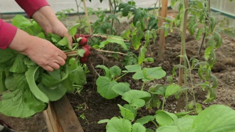 Woman pulling up red radish Stockbeeldmateriaal 95944265