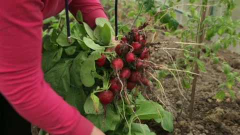 Woman pulling up red radish Stock Footage 95944614