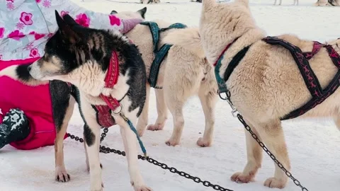 A woman is pulling a sled with three dogs on it 库存影片 282297828