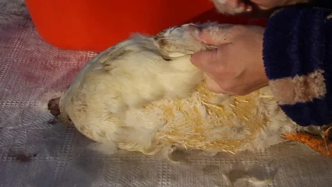 The woman pulls the feathers from the duck. Video stock 84166486