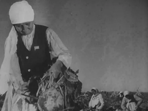 Woman pulls out large root vegetable Video stock 229011157