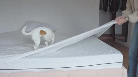 Woman pulls white bed sheet off mattress while dog sits on bed in bedroom Stock Footage 332618215