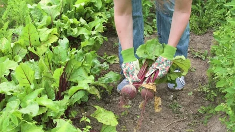 A woman pulls young beets from the soil in her home garden. She wears glove.. 库存影片 339454975