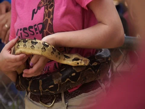 Woman Puts Burmese Python Around Waist, Arizona  MAH00069 4 動画素材 119546226
