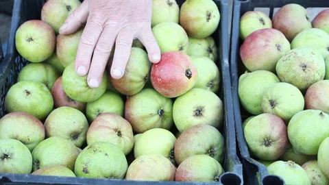 Woman puts pears in boxes Stock Footage 265199771