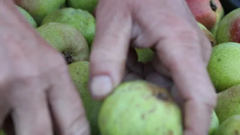 Woman puts pears in boxes. Stock Footage 265199799