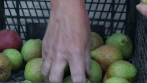 Woman puts pears in boxes. Stock Footage 265199813
