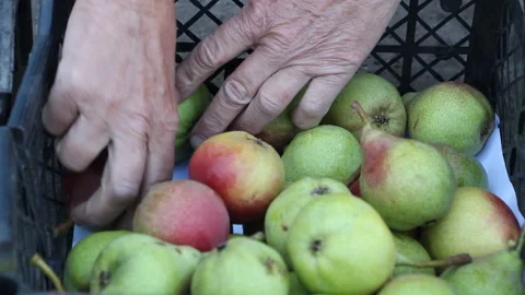 Woman puts pears in boxes. Stock Footage 265199822