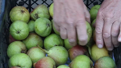 Woman puts pears in boxes Stock Footage 265199831