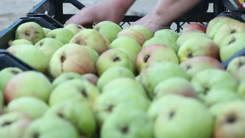 Woman puts pears in boxes. Stock Footage 265199849