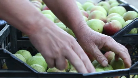 Woman puts pears in boxes Stock Footage 265199855
