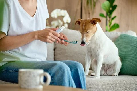 Woman putting toothpaste on a toothbrush while small dog waits on sofa 스톡 사진