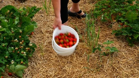 Woman in red hat picks several fresh strawberries from living plants. Stock Footage 115723053