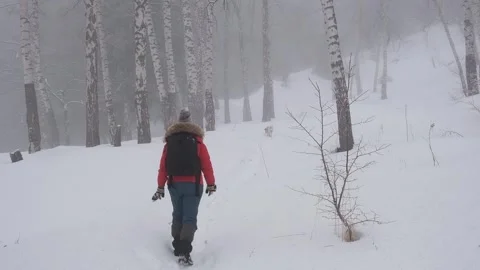 Woman in a red winter jacket with a backpack hiking through a snowy birch forest Stock Footage 341503759