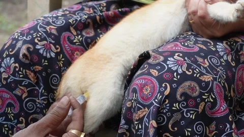 Woman Restraining Cat 스톡 동영상 328525907