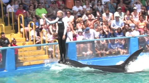 Woman Riding on a Killer Whale Stock Footage 59571040