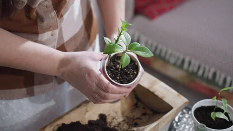 Woman Rolling Plastic Planter To Settle Soil In Indoor Gardening Ritual Video stock 309045747