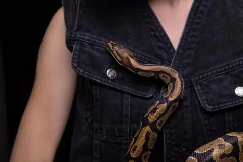 Woman with royal python Stock-Fotos