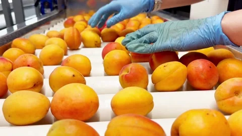 Woman in rubber gloves sorting apricots on a production line. Stock Footage 305160422